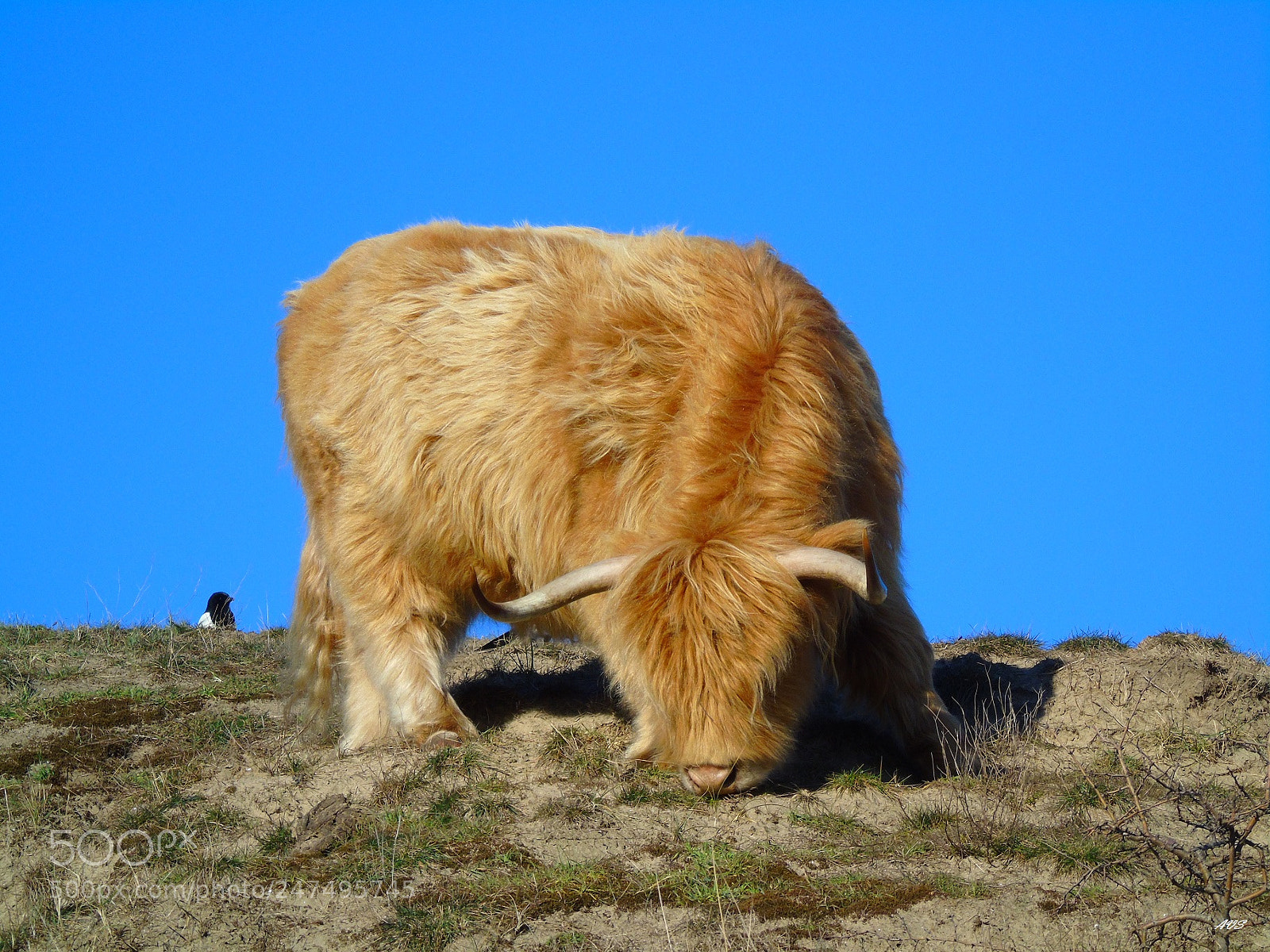 Sony Cyber-shot DSC-H400 sample photo. Gold bulls photography