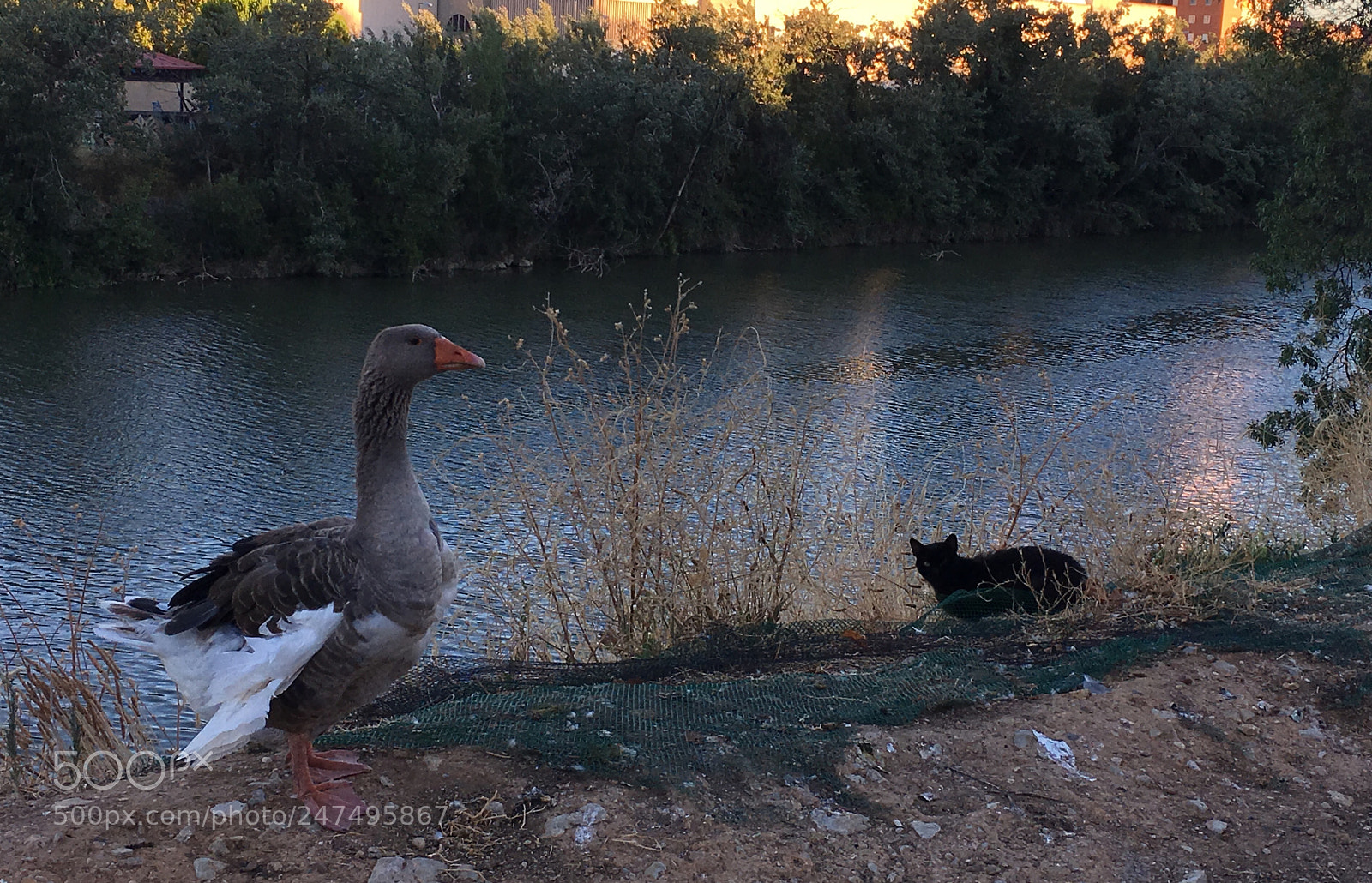 Apple iPhone 6s Plus sample photo. Amigos photography
