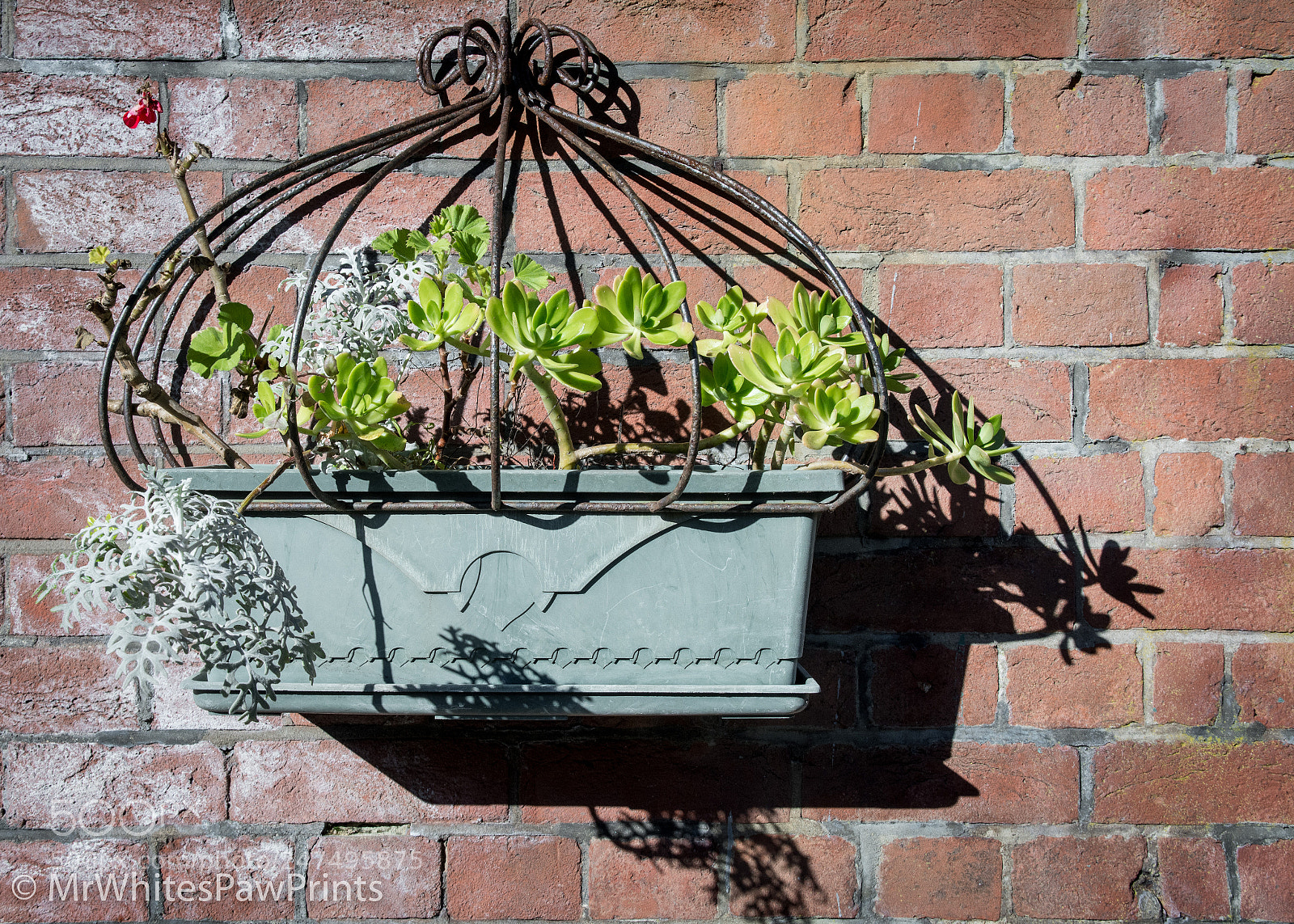 Nikon D7100 sample photo. Okehampton station plants photography