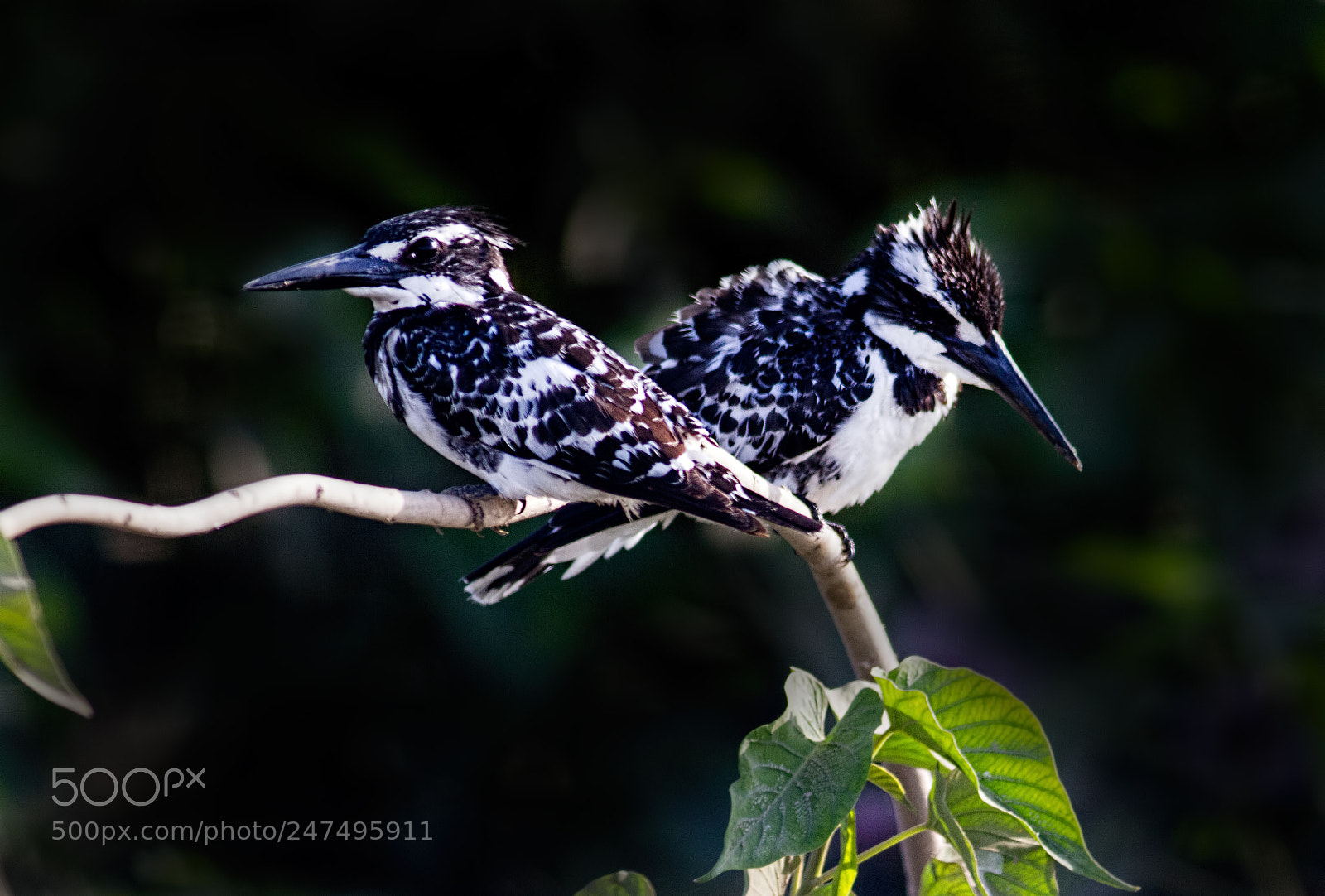 Canon EOS 7D sample photo. Pied kingfishers... photography