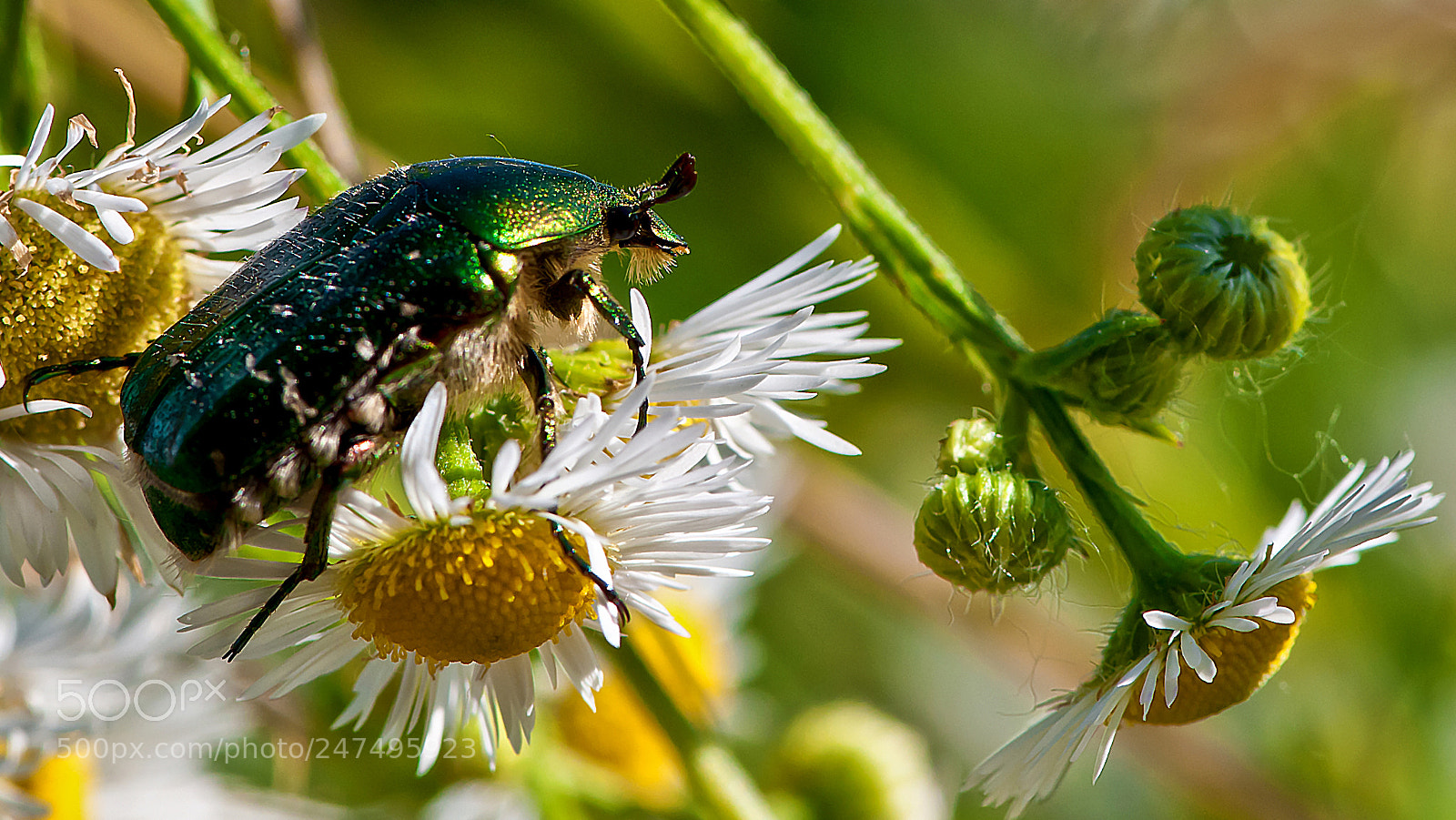 Nikon D300S sample photo. Beetle photography