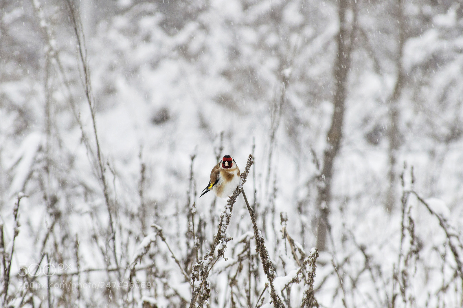 Nikon D3200 sample photo. Red - headed happiness photography