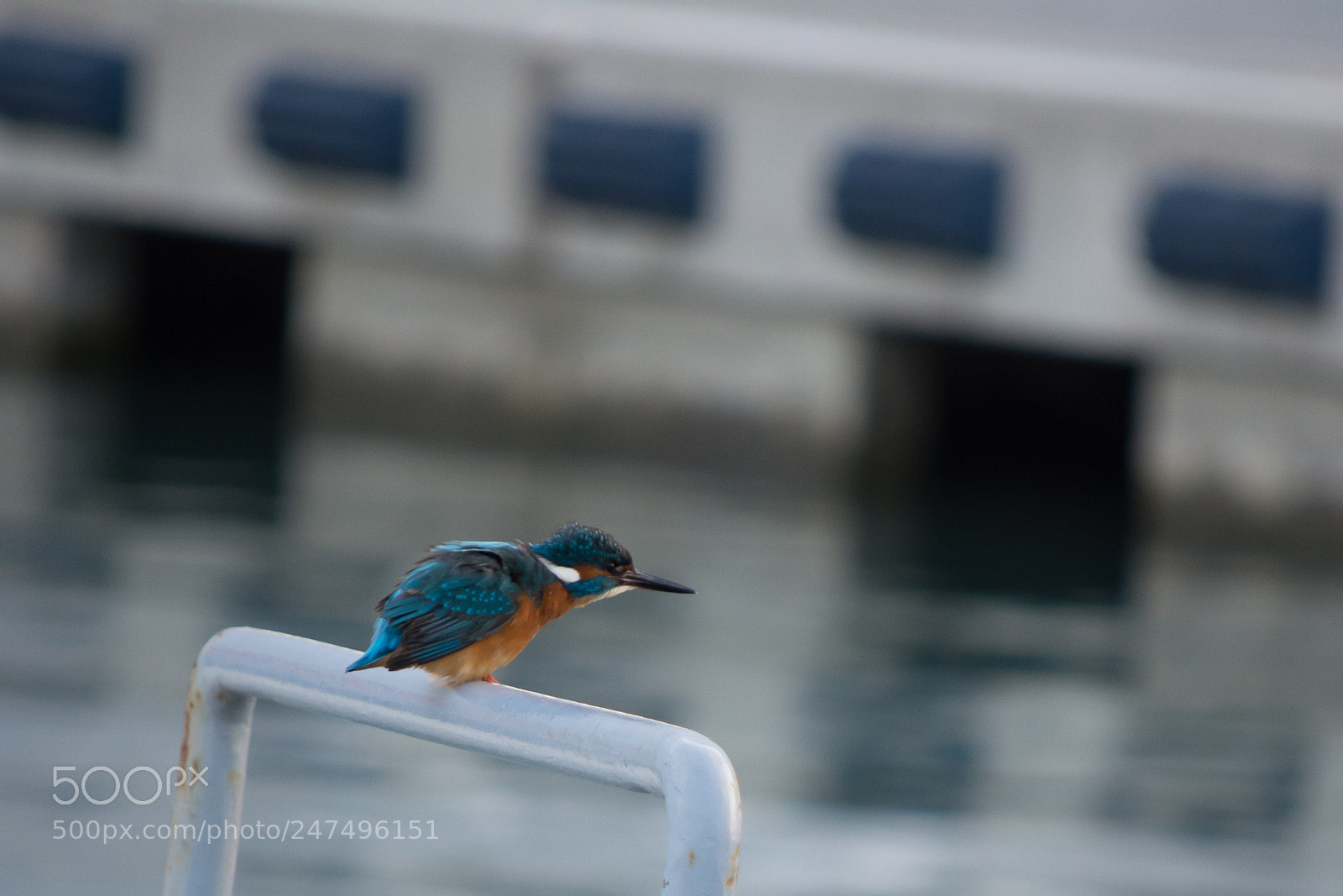 Nikon D5200 sample photo. Martin pescatore photography