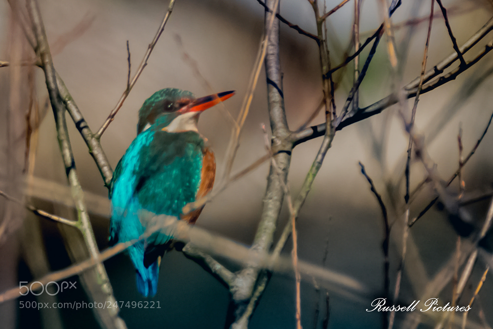 Nikon D3400 sample photo. My first kingfisher shoot! photography