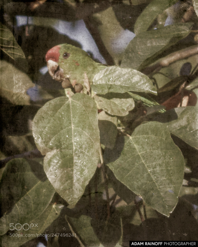 Canon EOS 70D sample photo. Scarlet-fronted parakeet palacio del photography
