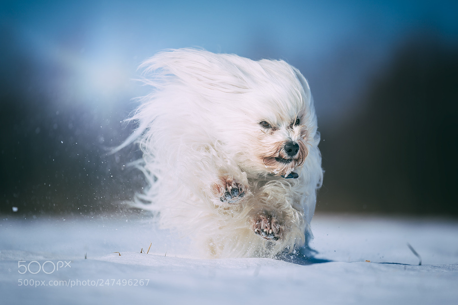 Sony a9 sample photo. Mika im schnee photography