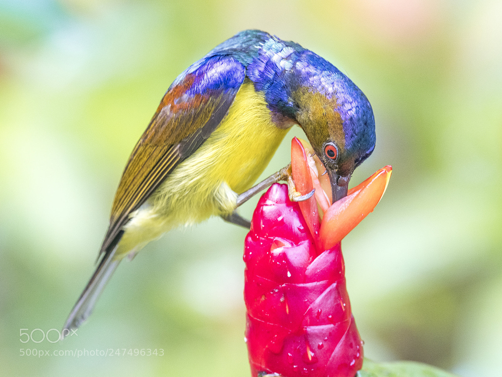Nikon D500 sample photo. Brown-throated sunbird 2 photography