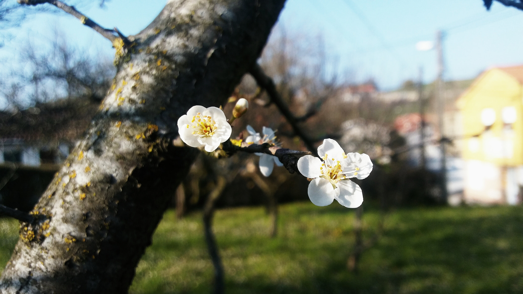 LG K10 sample photo. Flor ciruelo photography