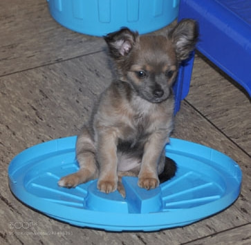 Nikon D5000 sample photo. Puppy photography