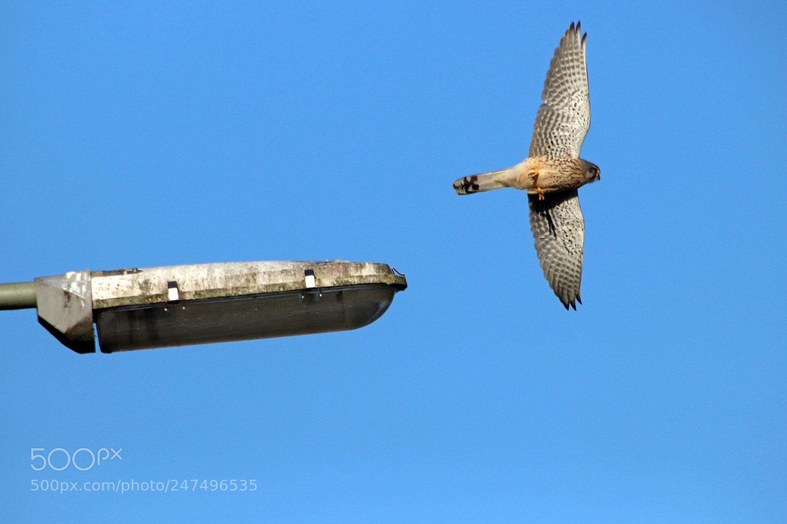 Canon EOS 800D (EOS Rebel T7i / EOS Kiss X9i) sample photo. Common kestrel 2 photography