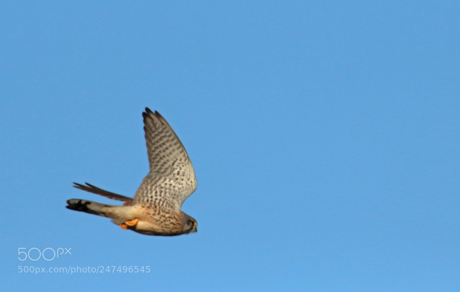 Canon EOS 800D (EOS Rebel T7i / EOS Kiss X9i) sample photo. Common kestrel 3 photography