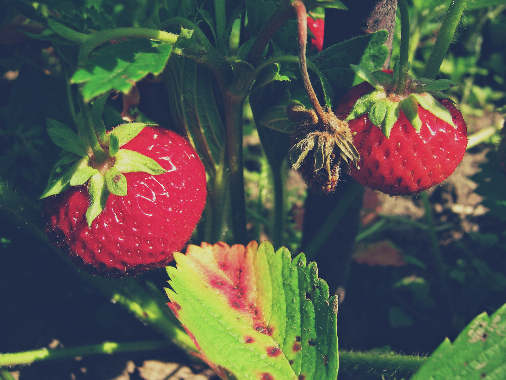 Canon PowerShot A480 sample photo. Strawberry monday photography