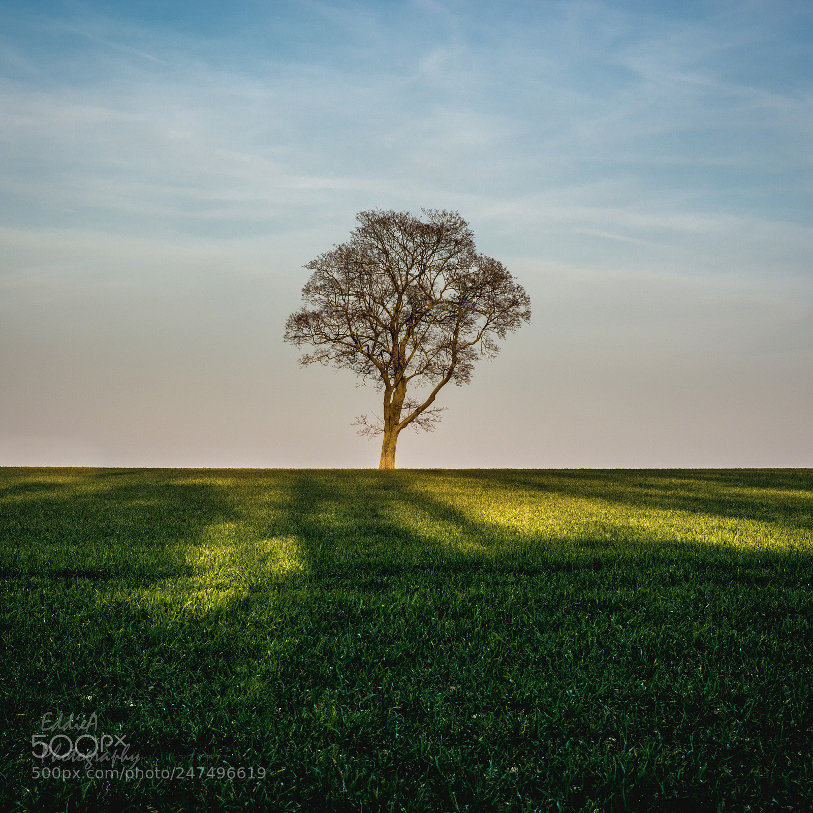 Nikon D7100 sample photo. Lone tree photography