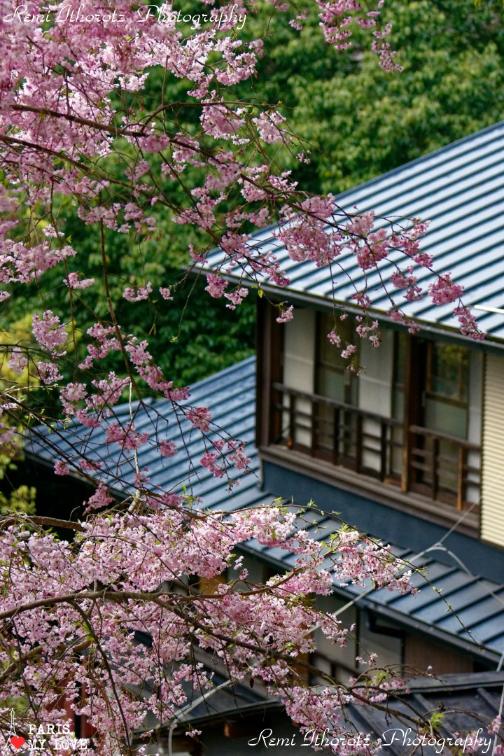 Nikon D7200 sample photo. Sakura peace photography