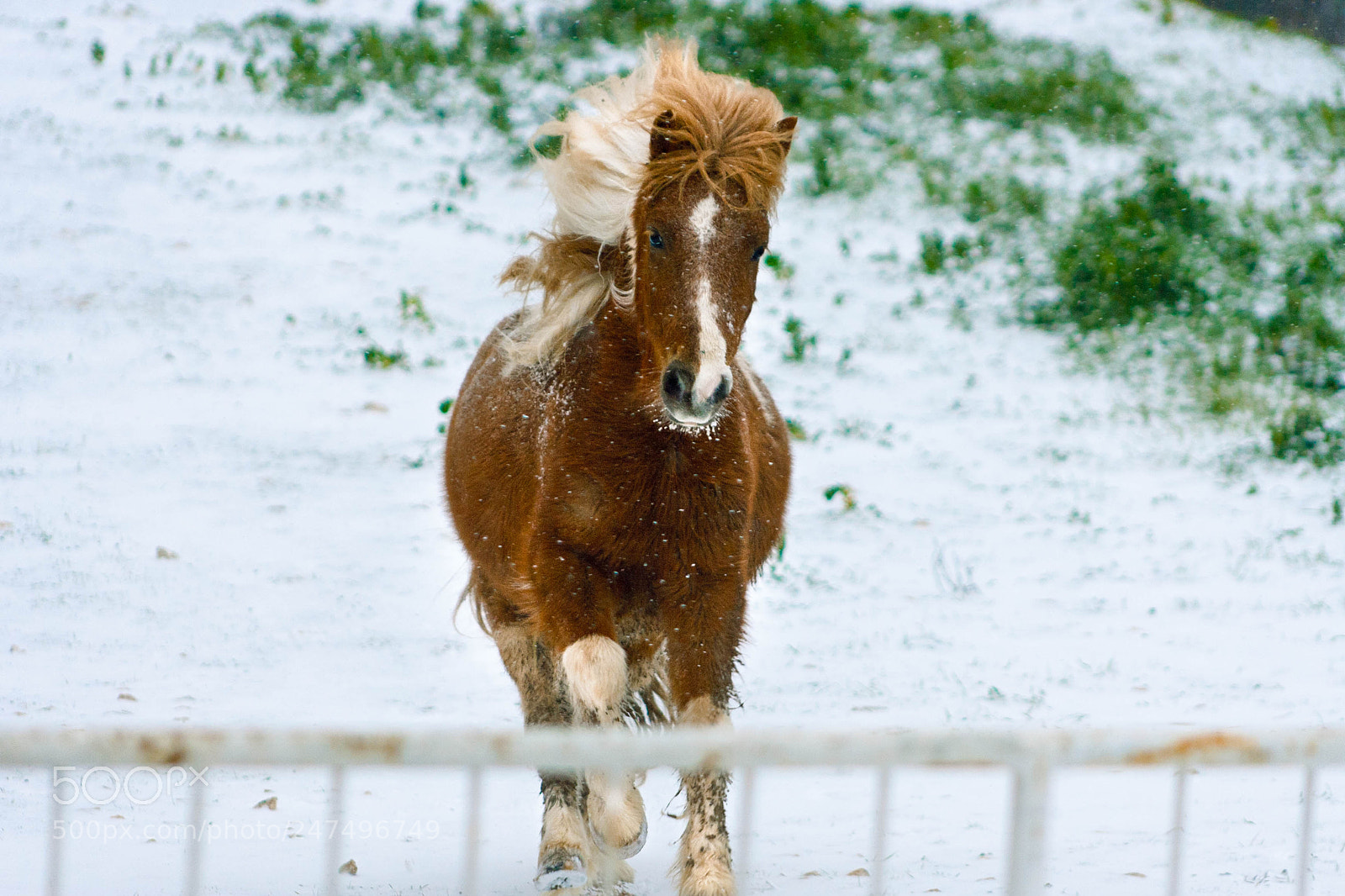 Canon EOS-1D Mark II N sample photo. Pony photography