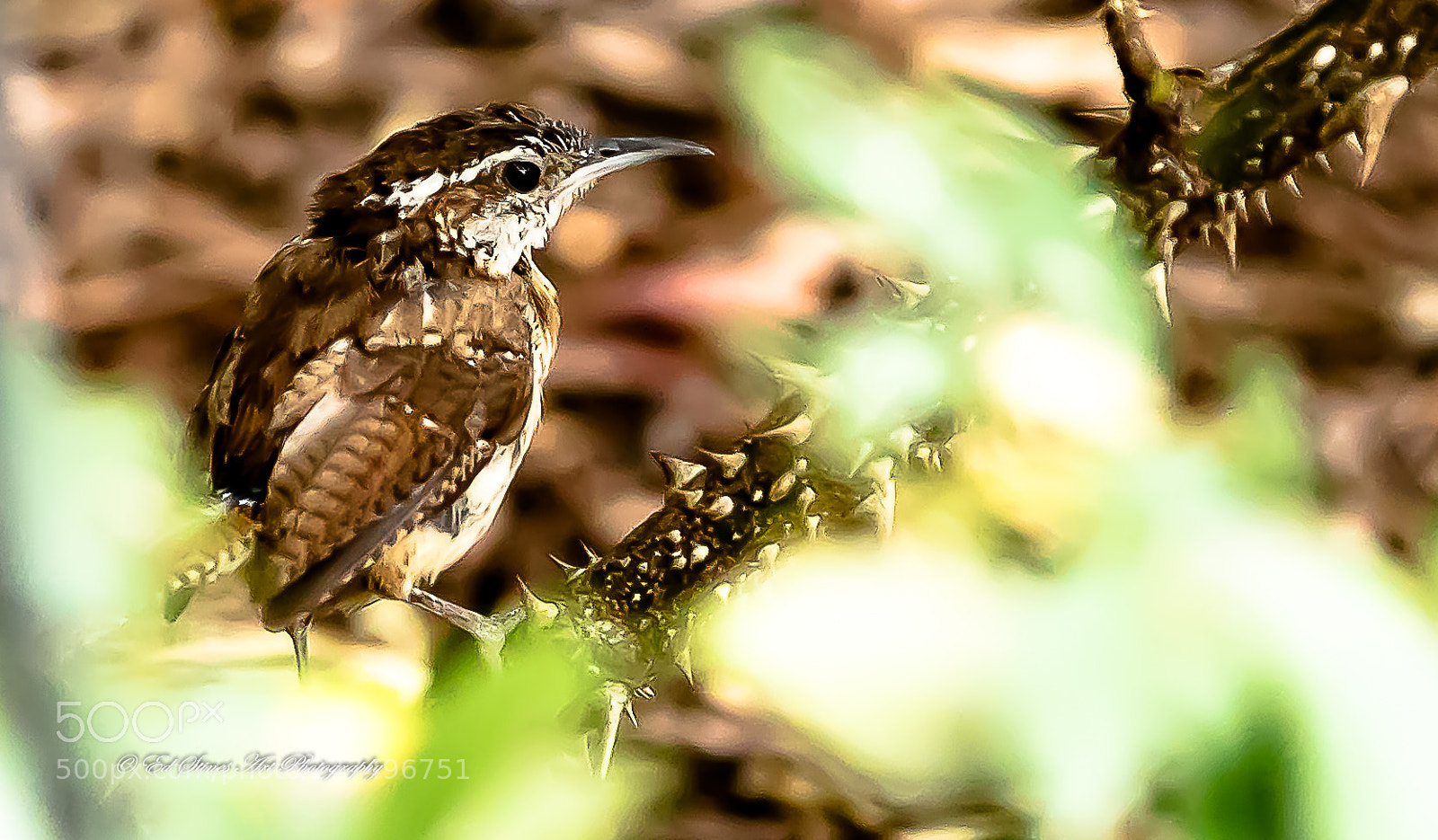 Canon EOS 7D Mark II sample photo. Carolina wren photography