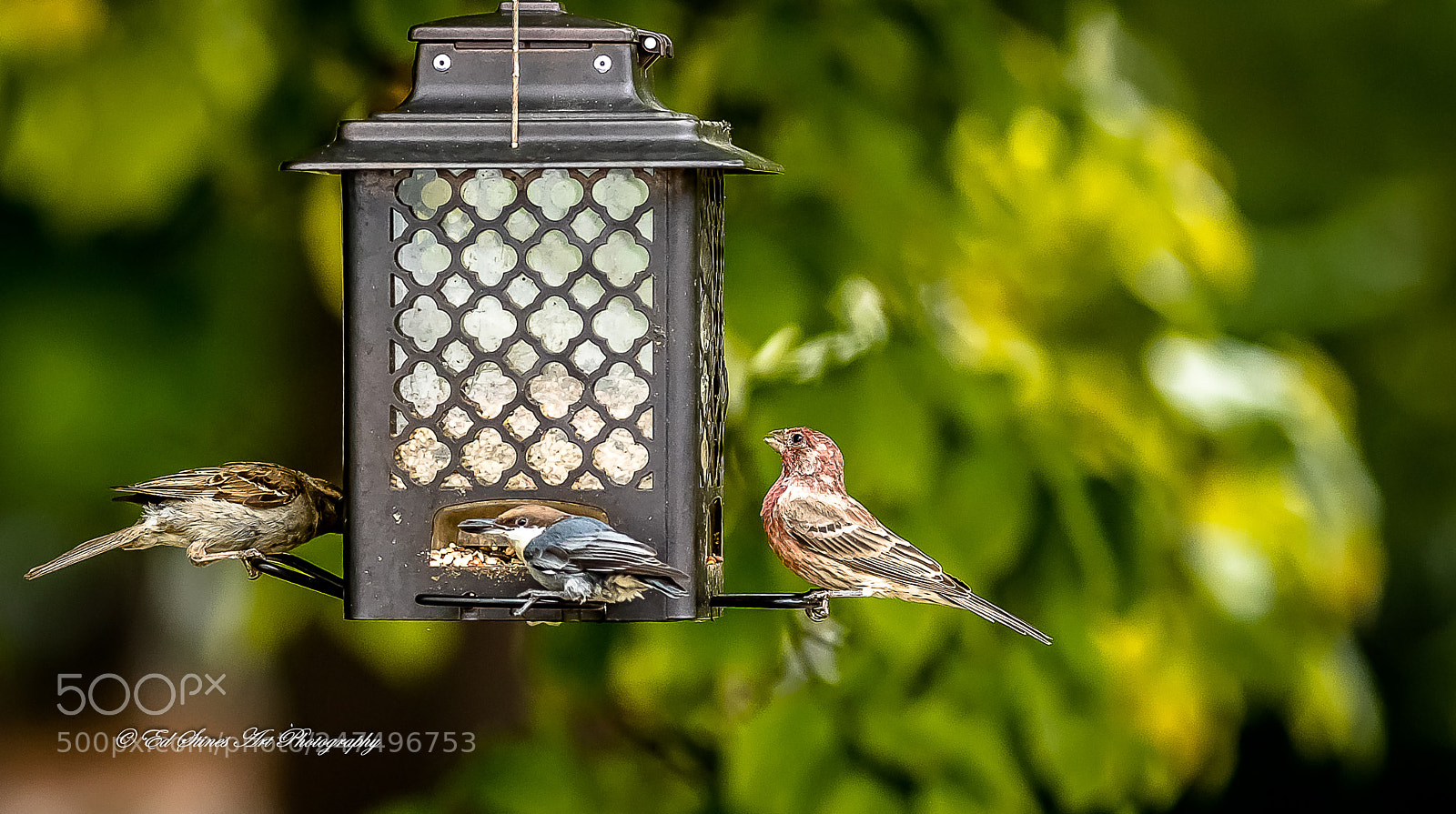Canon EOS 7D Mark II sample photo. Conversation at the feeder photography
