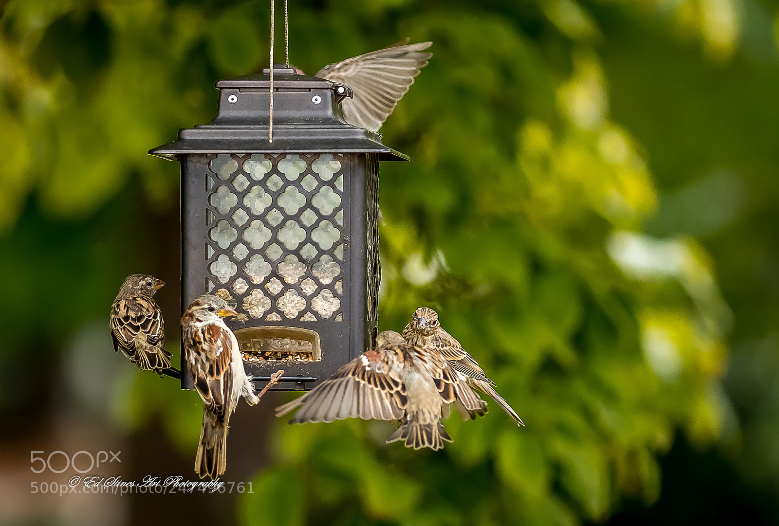 Canon EOS 7D Mark II sample photo. Bird conference at the photography