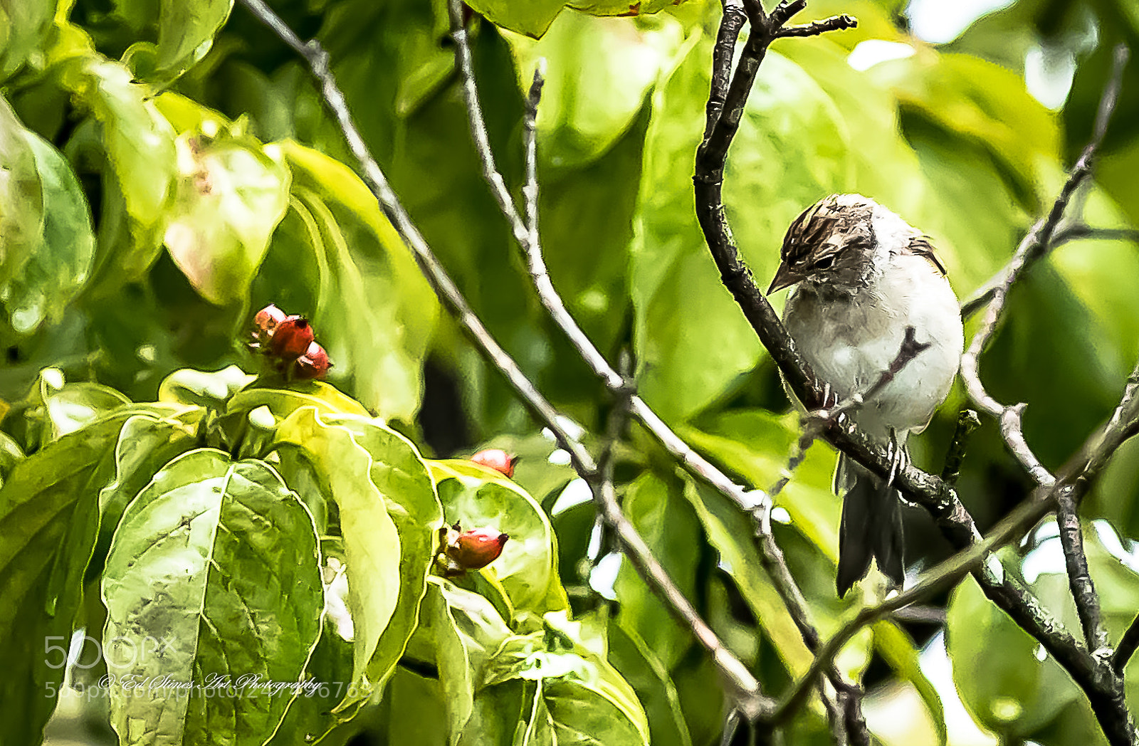 Canon EOS 7D Mark II sample photo. Bird staring at the photography