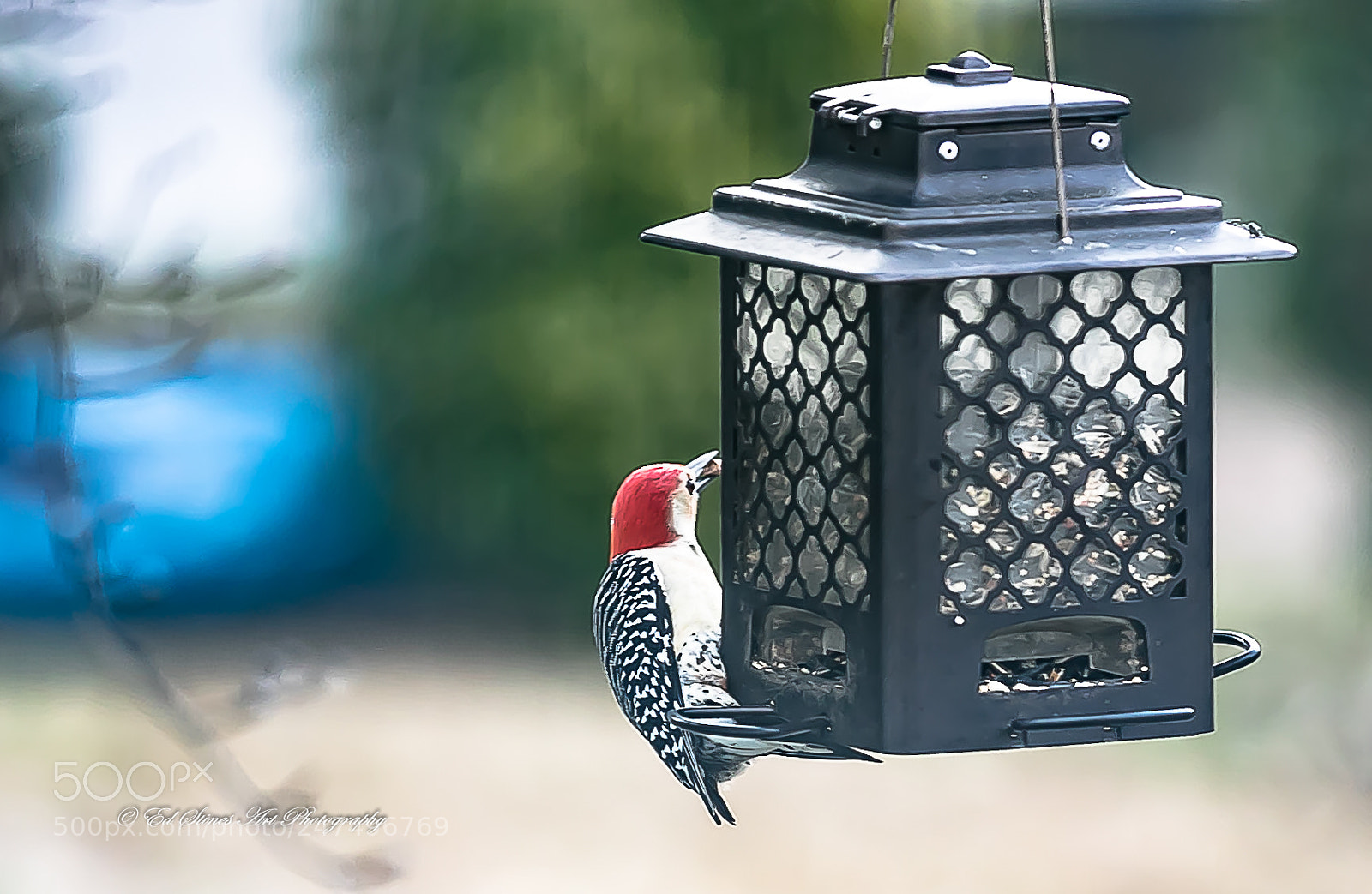 Canon EOS 7D Mark II sample photo. Woodpecker at the feeder photography