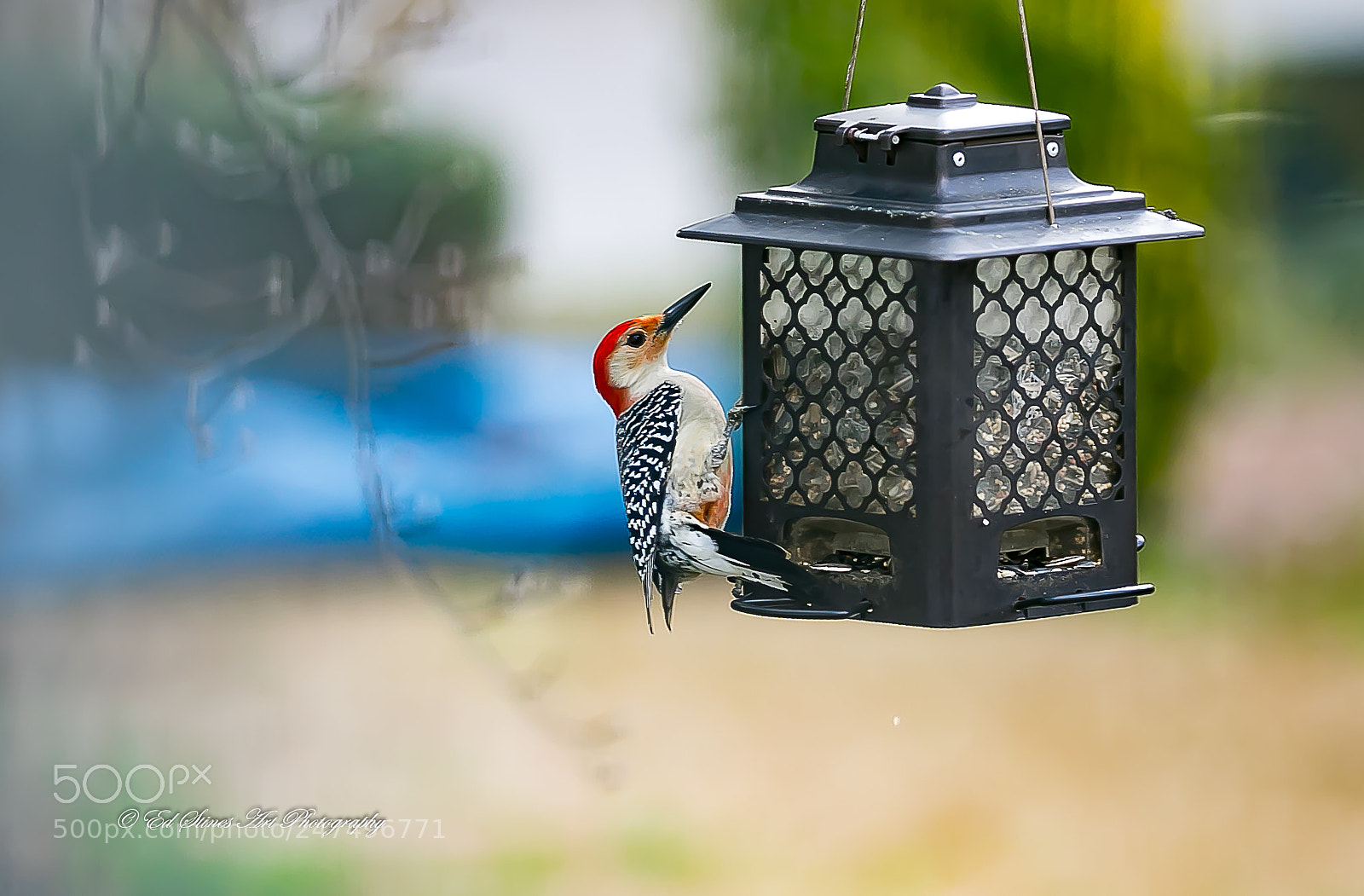 Canon EOS 7D Mark II sample photo. Woodpecker at the feeder photography
