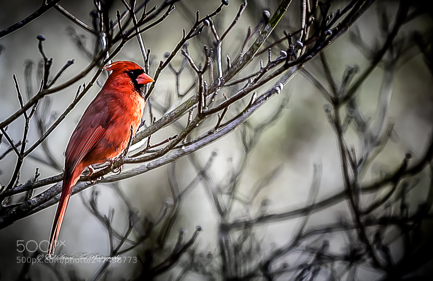 Canon EOS 7D Mark II sample photo. Cardinal getting ready to photography