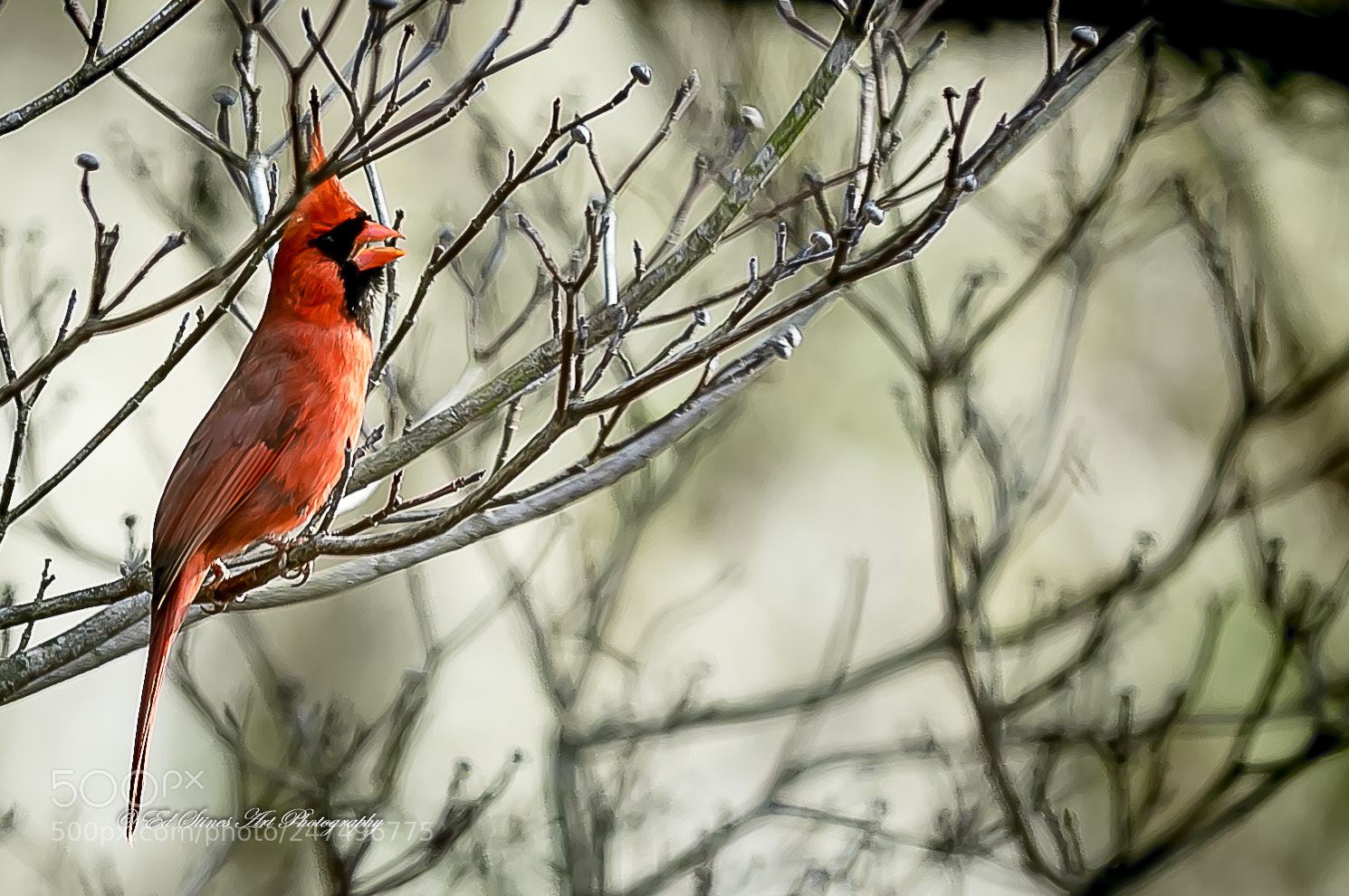 Canon EOS 7D Mark II sample photo. Northern cardinal singing photography