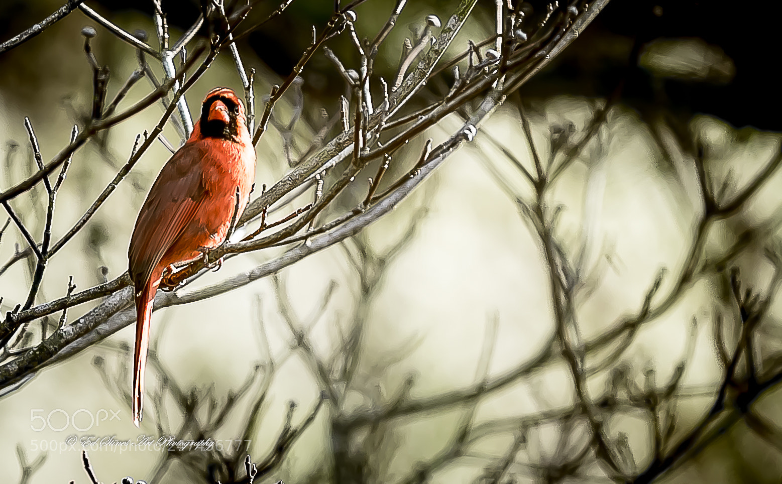 Canon EOS 7D Mark II sample photo. Northern cardinal photography
