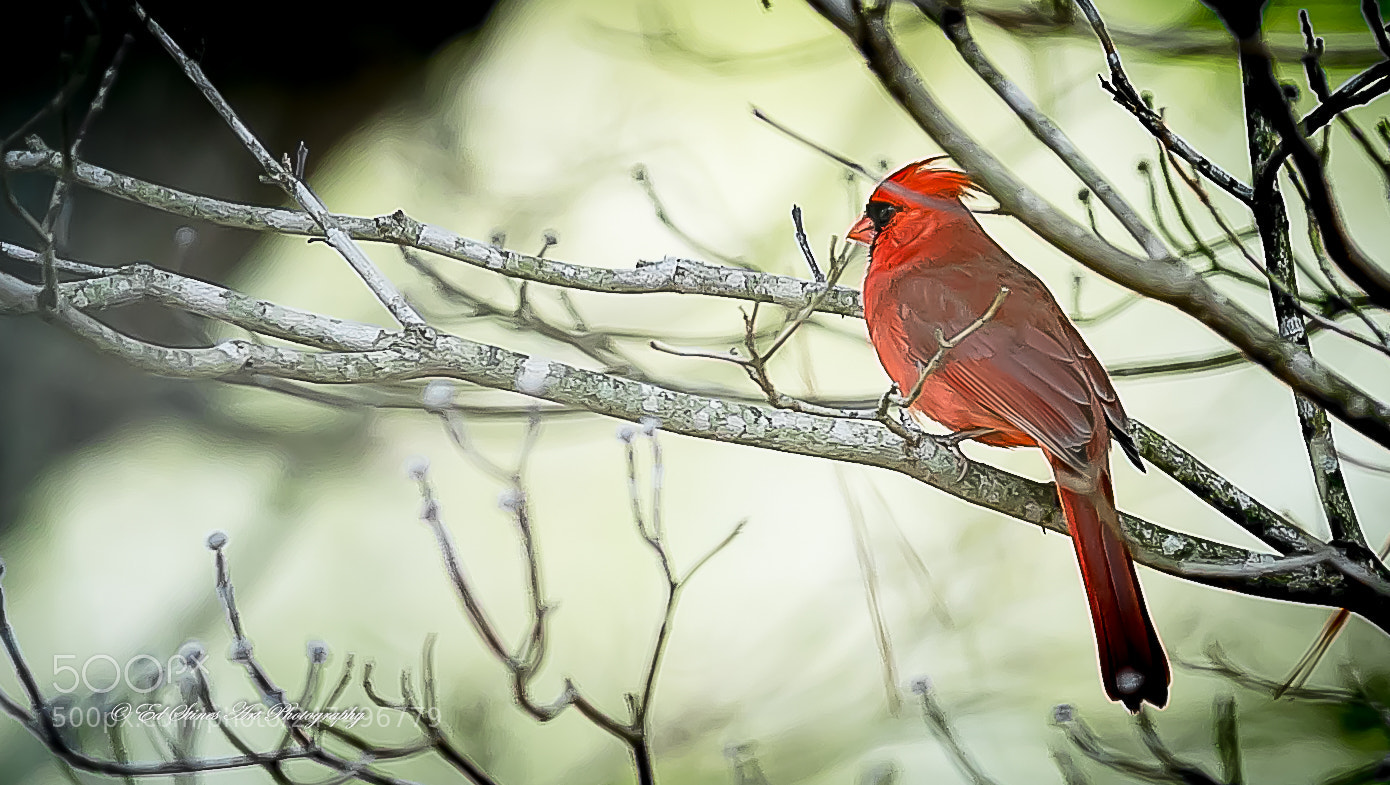 Canon EOS 7D Mark II sample photo. Northern cardinal photography