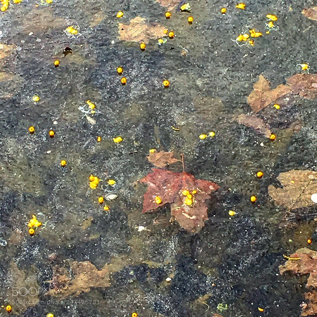 Apple iPhone 6s Plus sample photo. Frozen photography