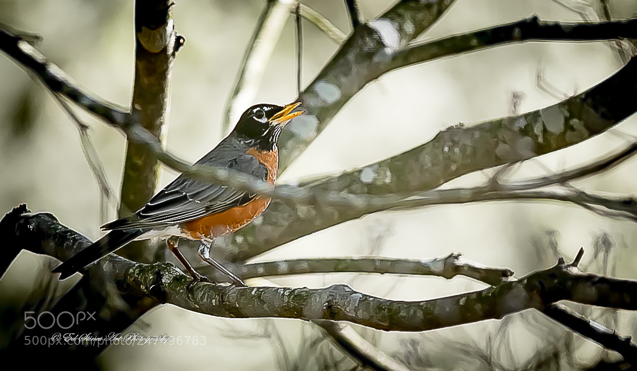 Canon EOS 7D Mark II sample photo. Robin redbreast makes its photography