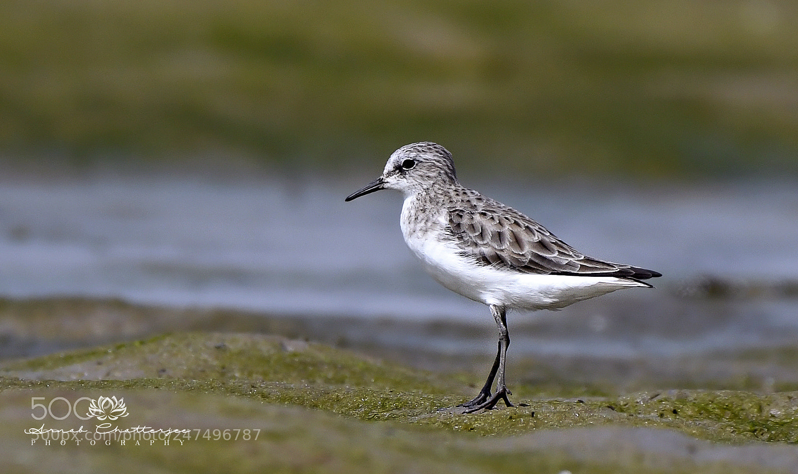 Nikon D850 sample photo. Least sandpiper photography