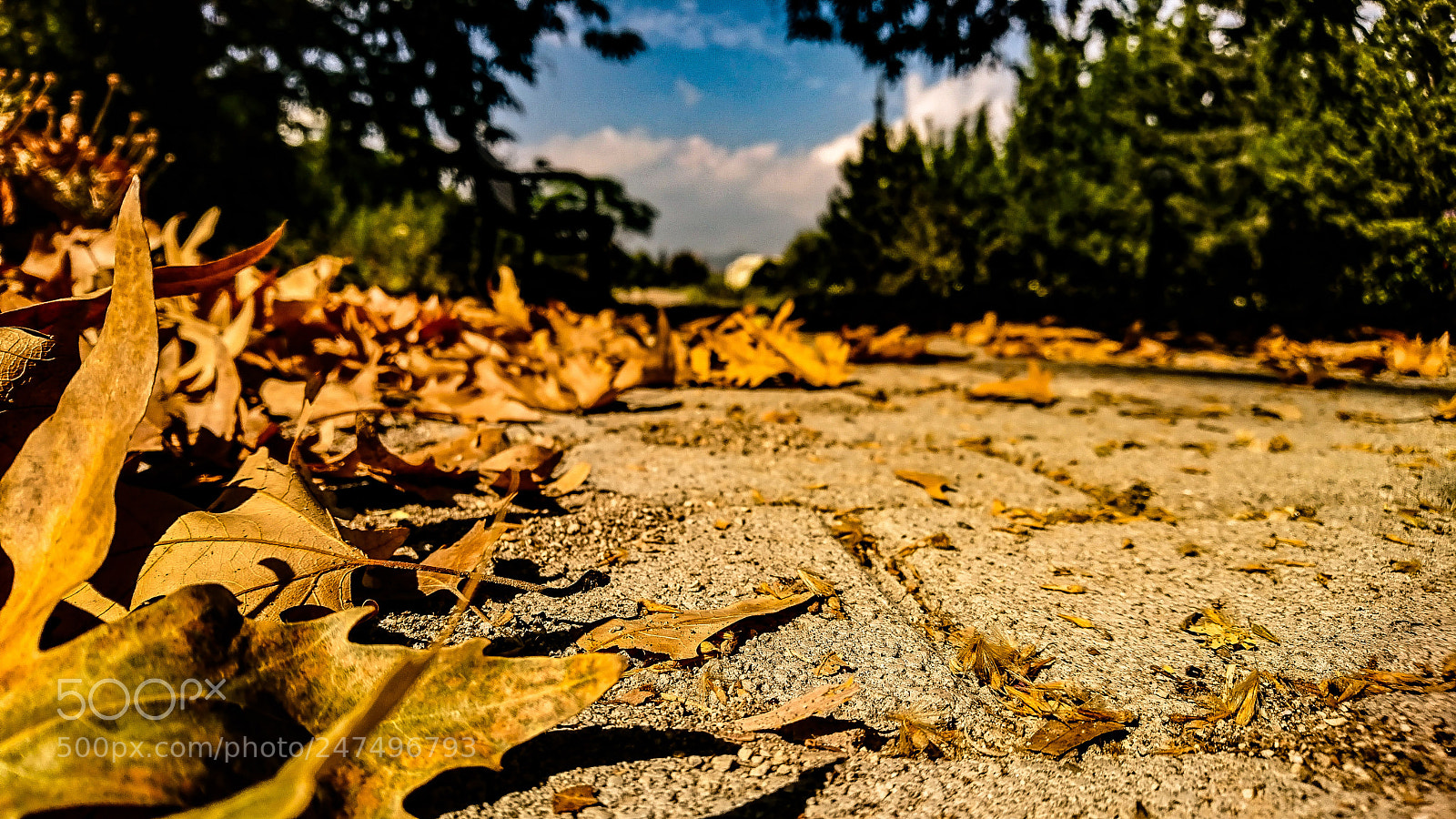 Sony Xperia XZ sample photo. Leaf photography