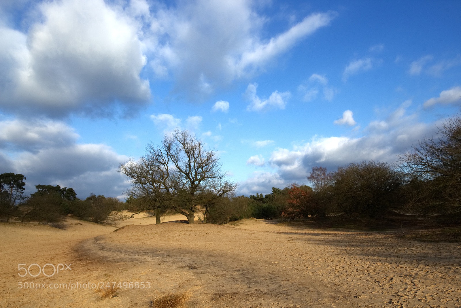 Canon EOS 700D (EOS Rebel T5i / EOS Kiss X7i) sample photo. Loonse & drunense duinen photography