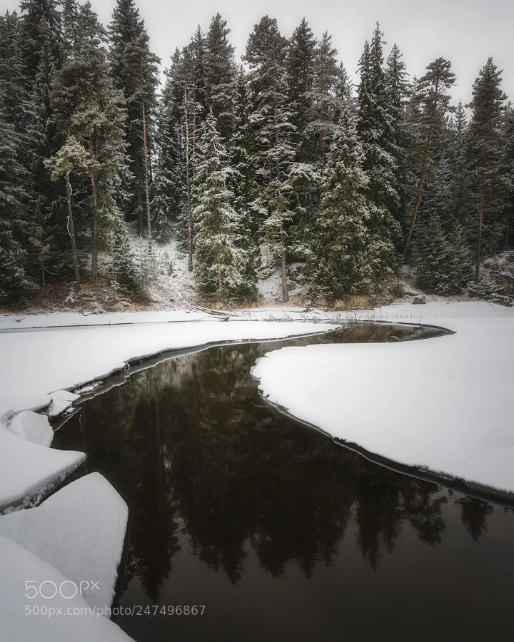 Nikon D600 sample photo. Pines are callin... photography