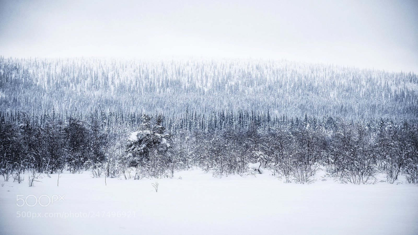 Nikon D850 sample photo. Descending trees photography