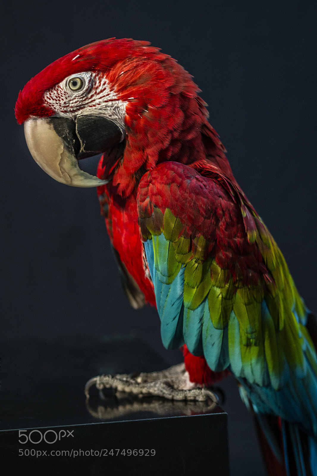 Canon EOS 70D sample photo. Beautifull parrot photography
