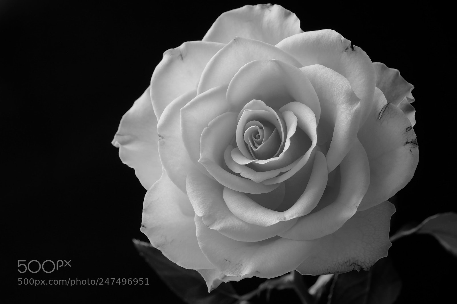 Fujifilm X-T10 sample photo. 506 photography