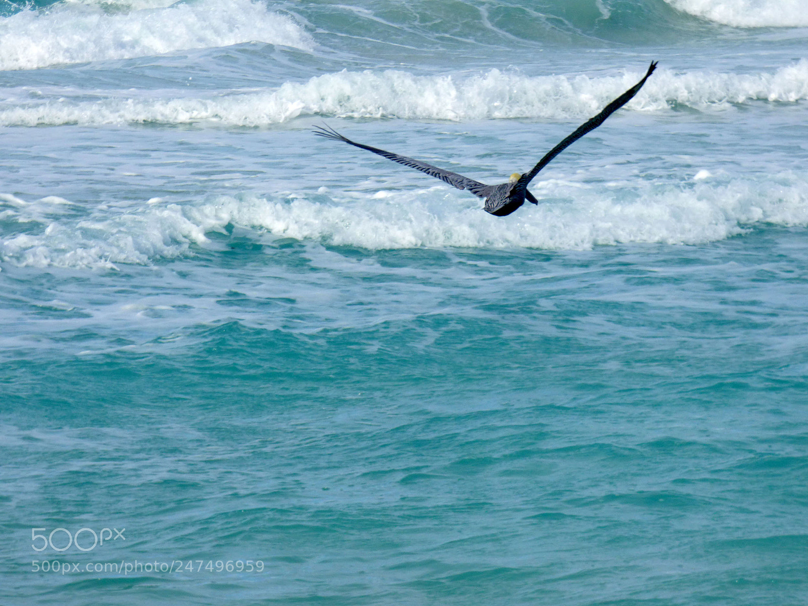 Panasonic Lumix DMC-FZ70 sample photo. Free flight photography