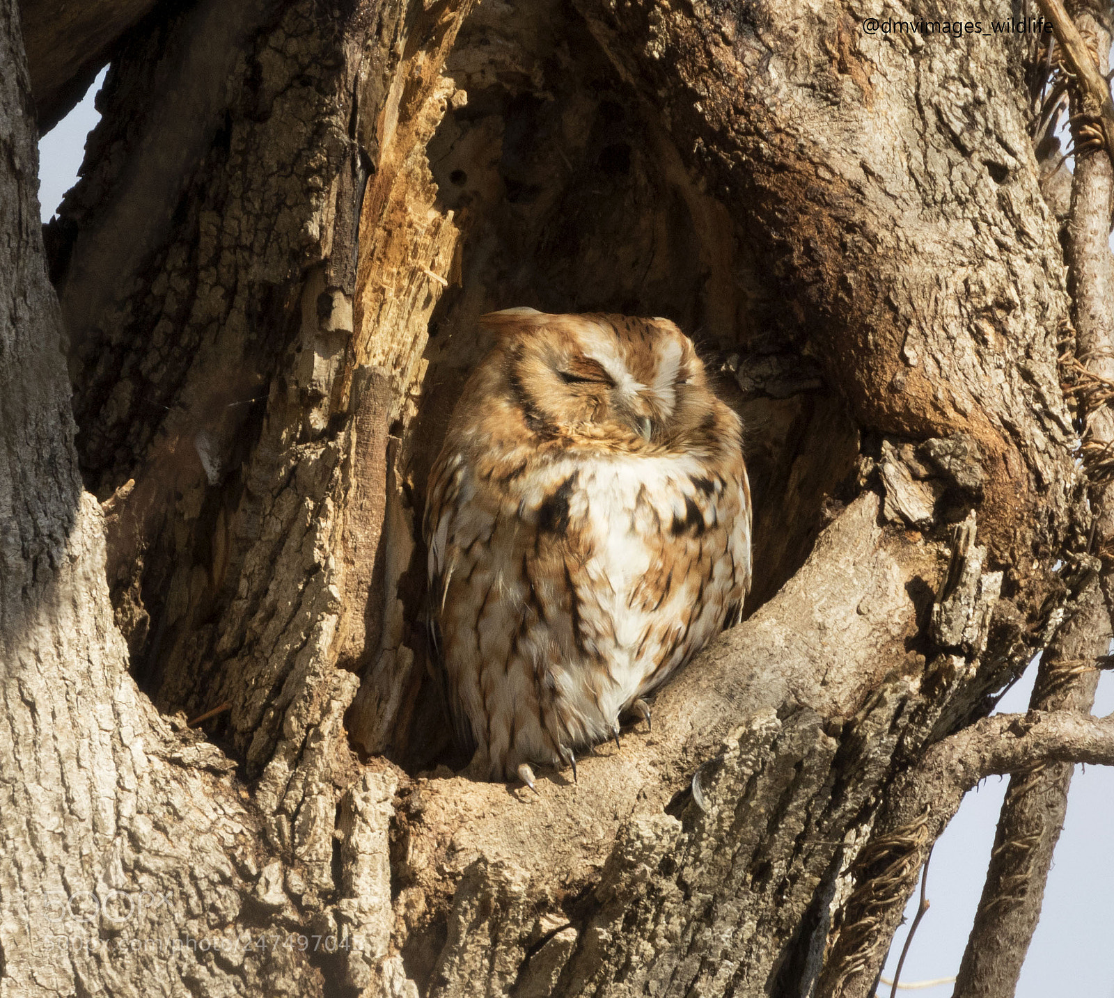 Canon EOS 7D Mark II sample photo. Eastern screech owl photography