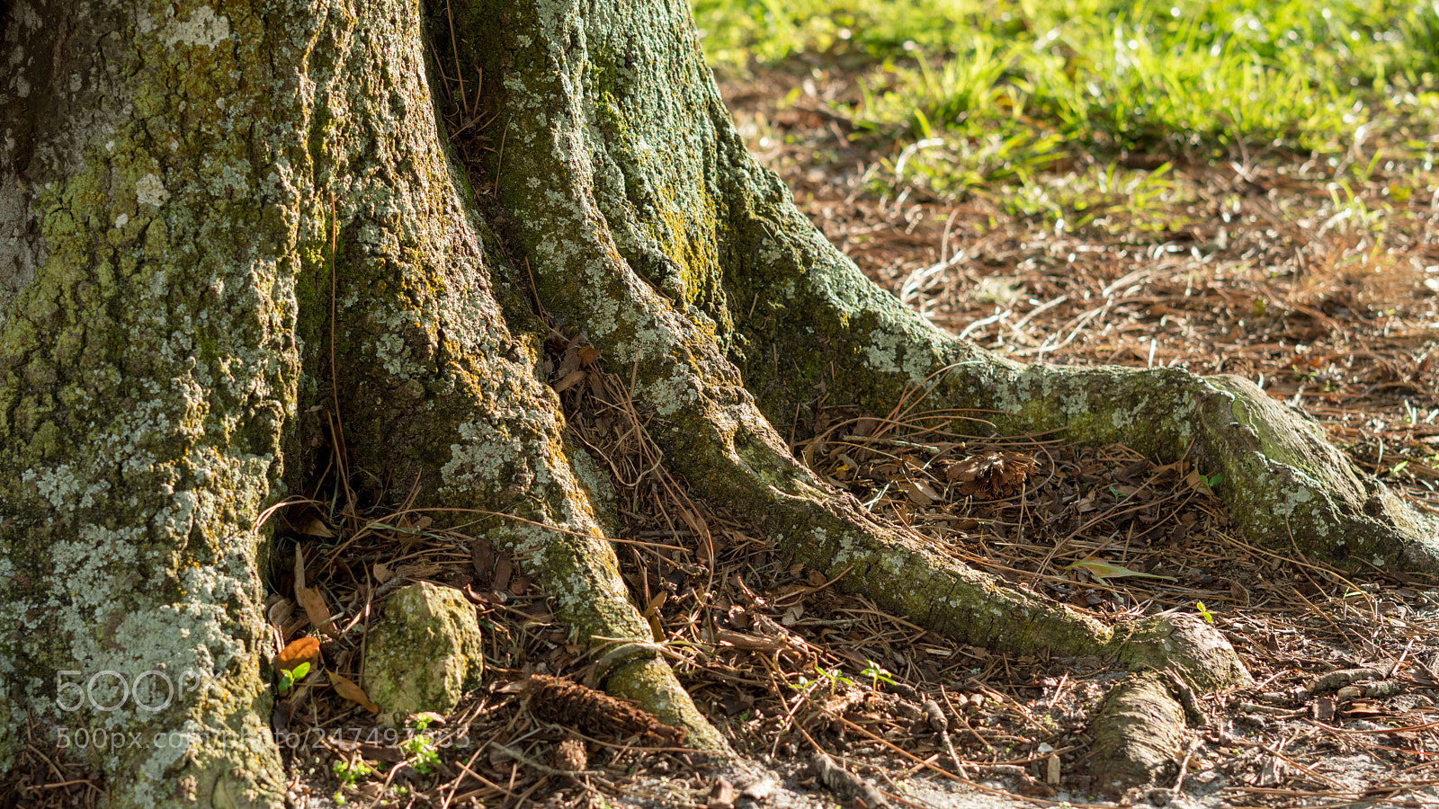 Sony a6500 sample photo. Tree stump at sunset photography