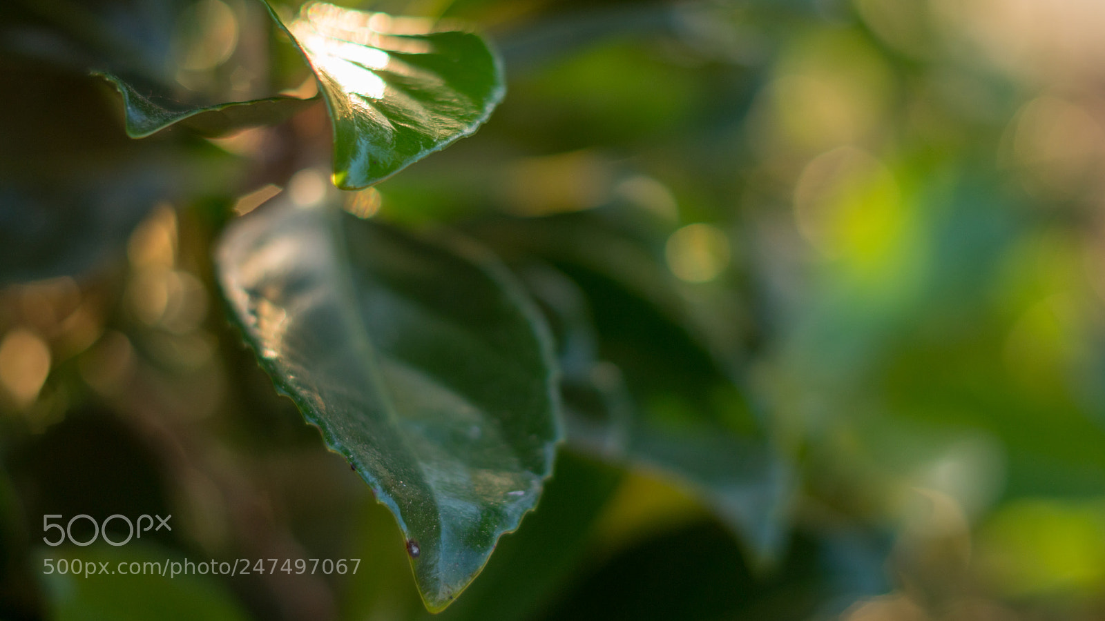 Sony a6500 sample photo. Two leafs shine at photography