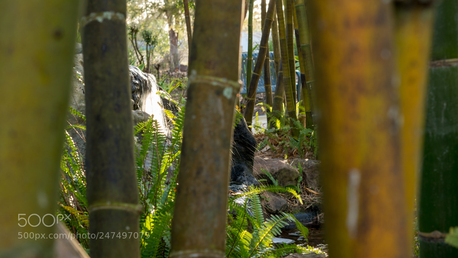 Sony a6500 sample photo. Waterfall thru bamboo photography