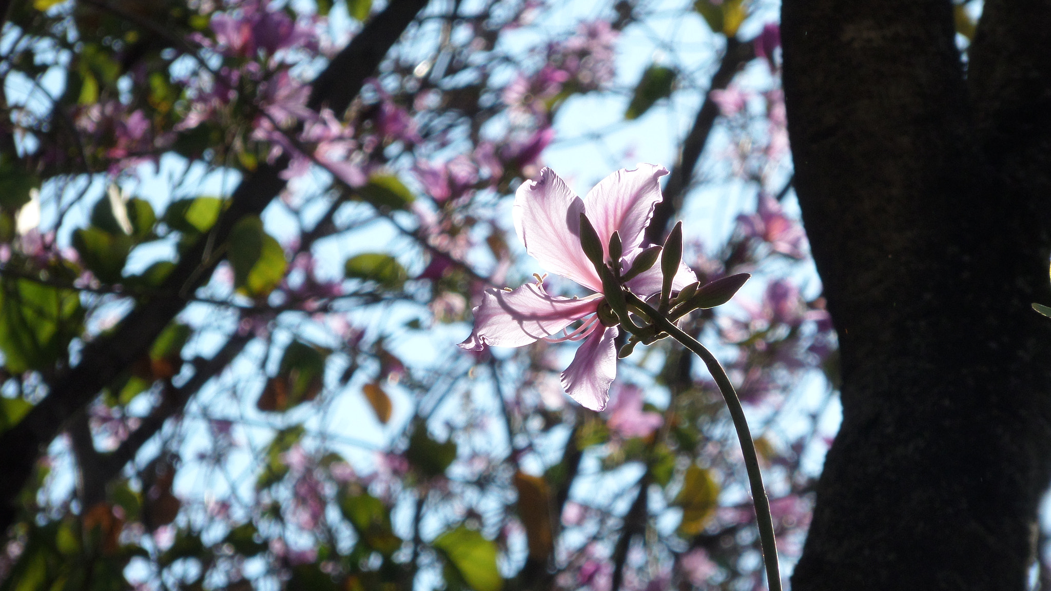 Samsung WB30F/WB31F/WB32F sample photo. Pasar desapercibida! photography