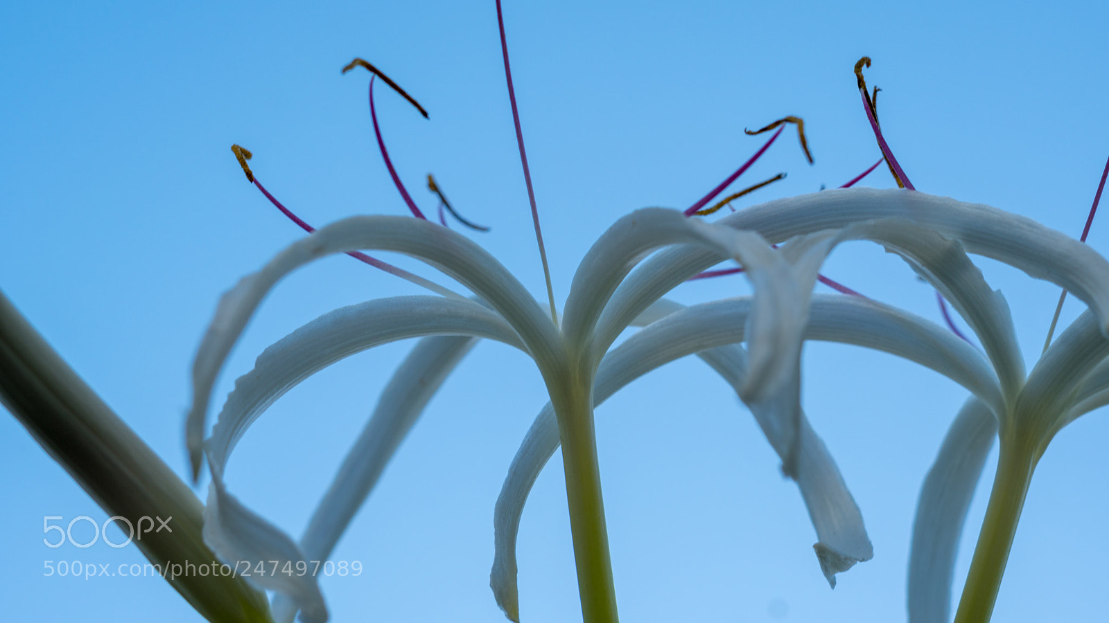 Sony a6500 sample photo. White flower against the photography