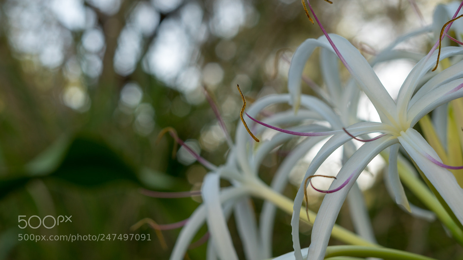 Sony a6500 sample photo. White flower on right photography