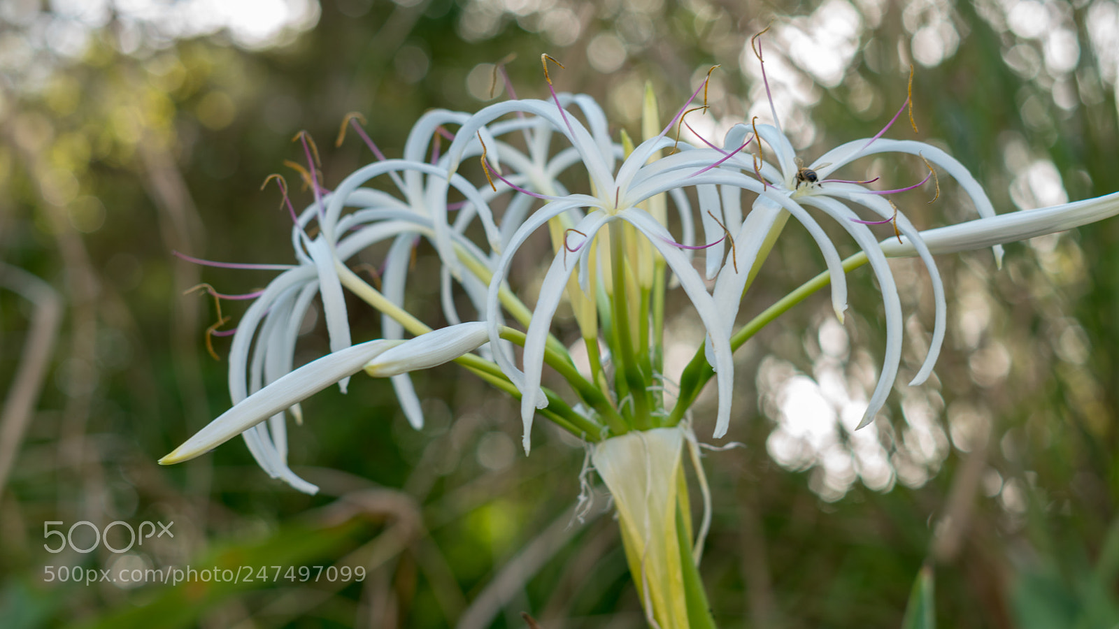 Sony a6500 sample photo. White flower with a photography
