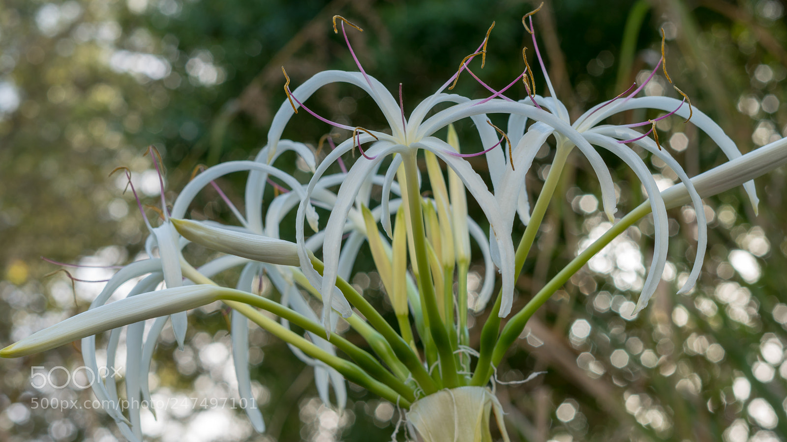 Sony a6500 sample photo. White flower with trees photography