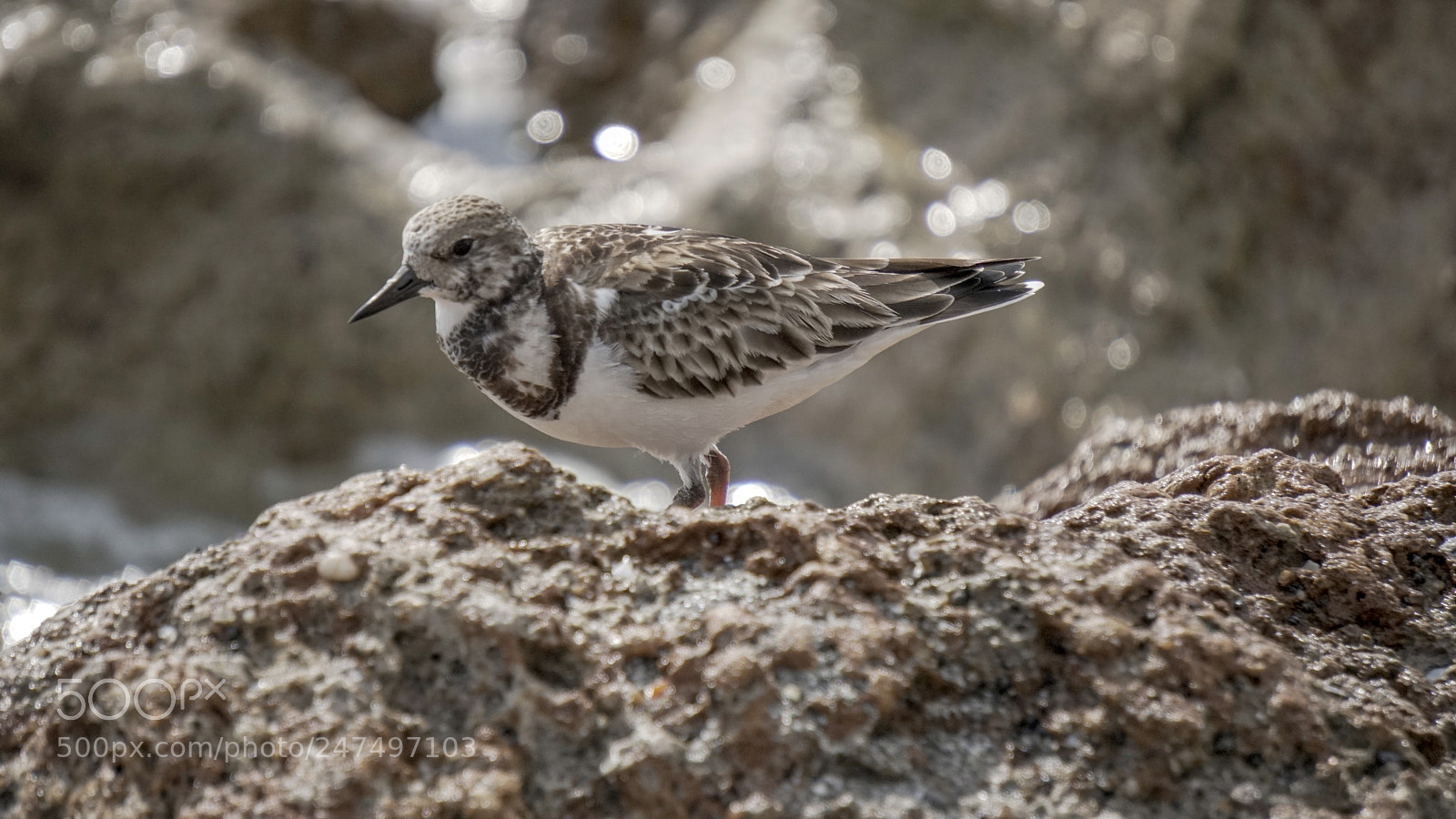 Sony a6500 sample photo. Wild bird standing on photography
