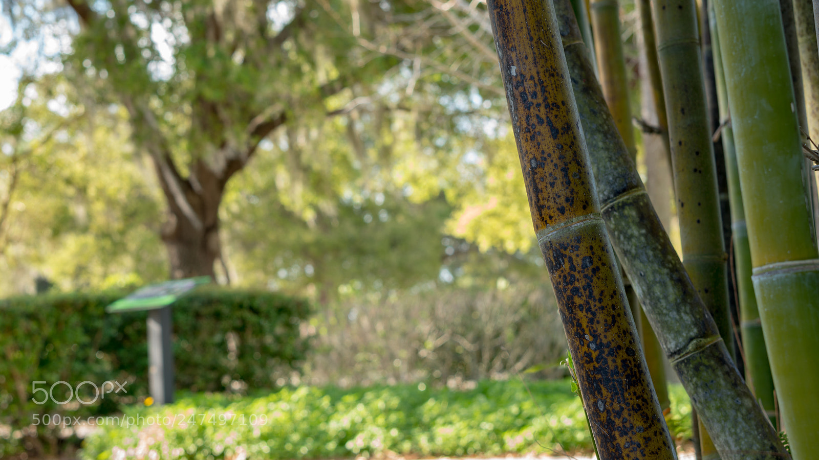 Sony a6500 sample photo. Bamboo in the garden photography